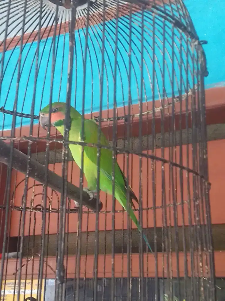 LOVEBIRD WARNA SUARA VARIASI 1 JUTA FULSET