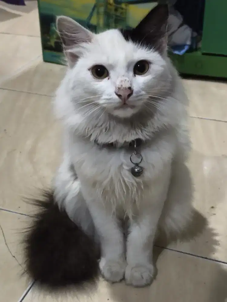 Kucung persia jantan longhair