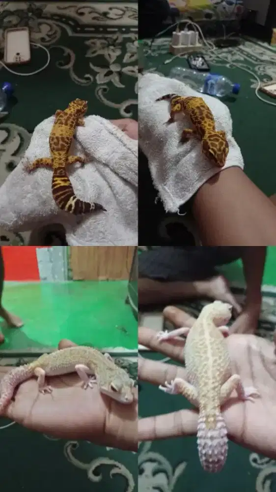 REPTIL LEOPARD GECKO