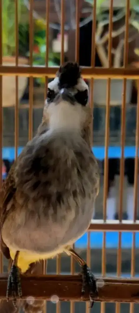 Trucukan jinak rawatan dr anakan