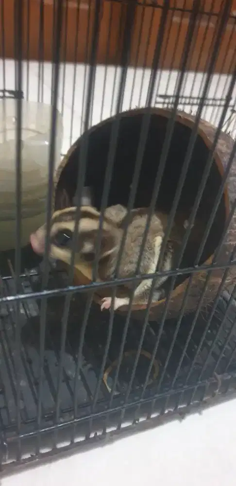 SUGER GLIDER JINAK 350 PLUS KANDANG WA aja