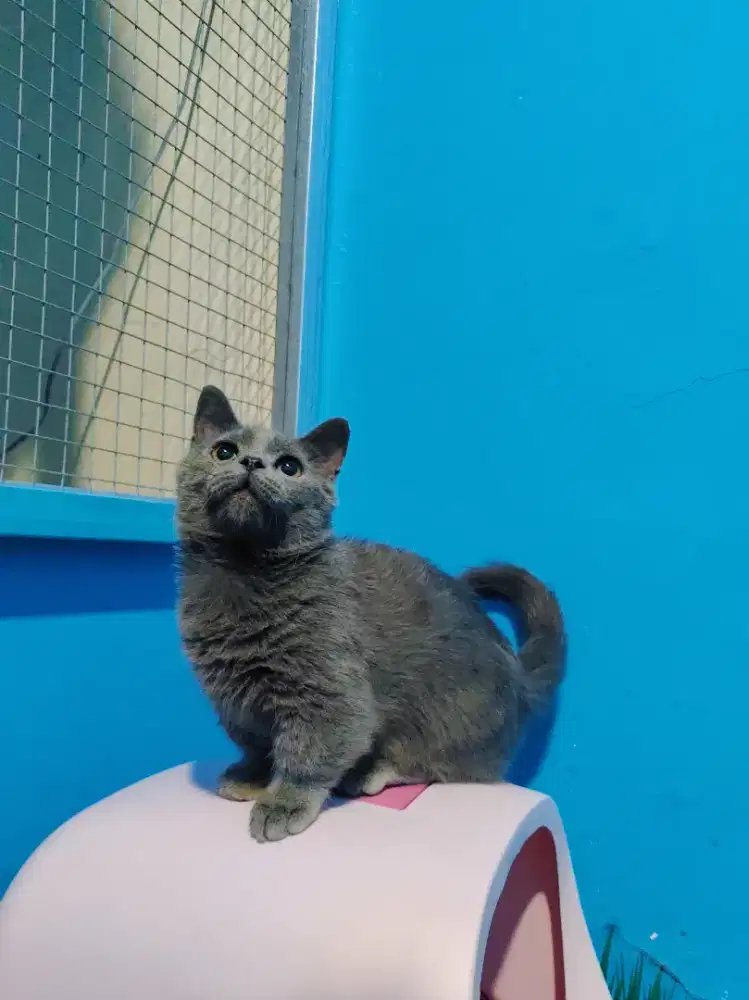 BSH MUNCHKIN JANTAN BLUE SOLID KITTEN