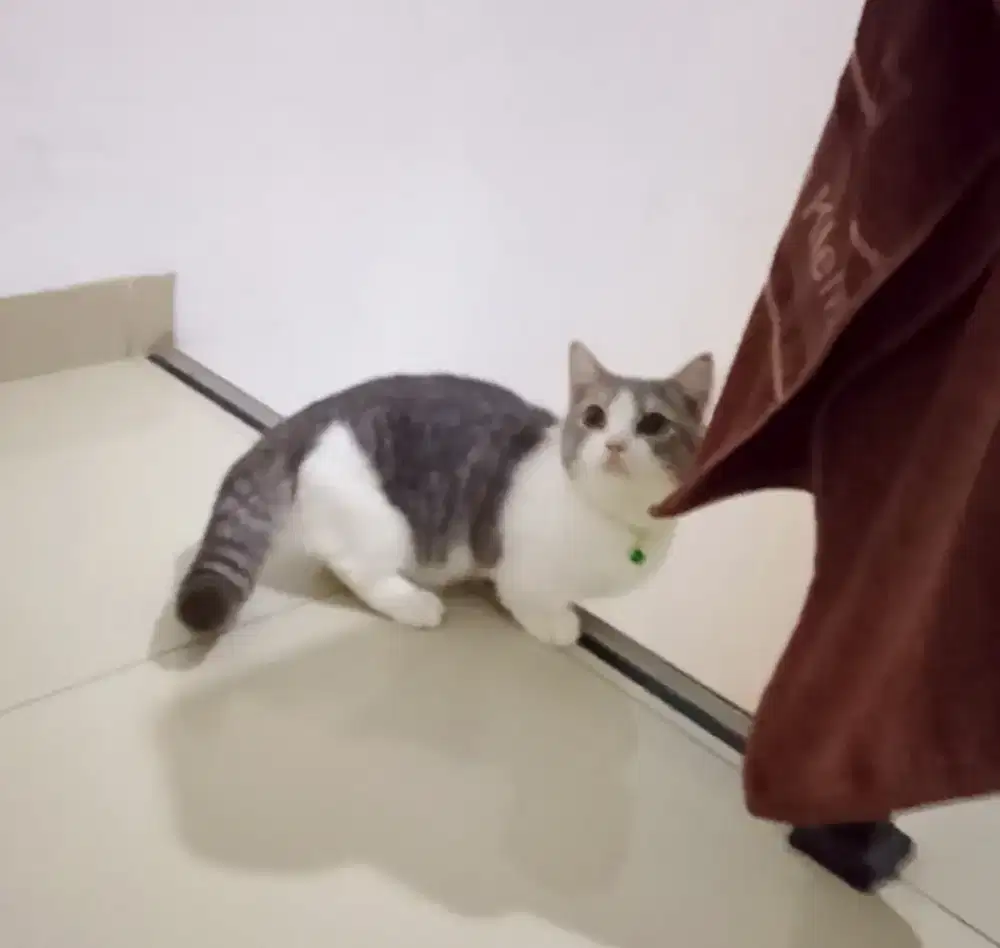 Kucing Munchkin bsh british shorthair munkin