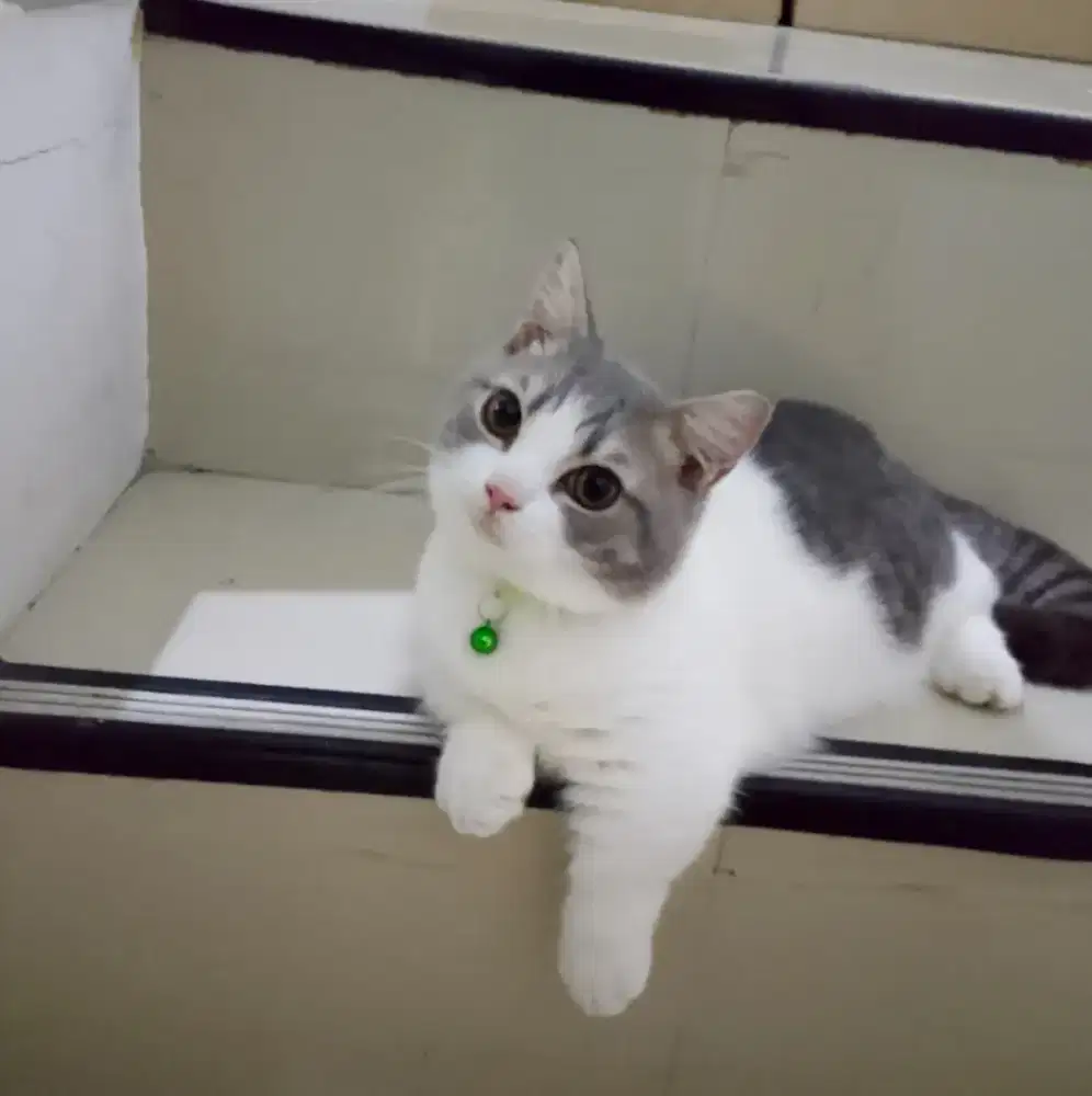 Kucing cebol Munchkin british shorthair bsh