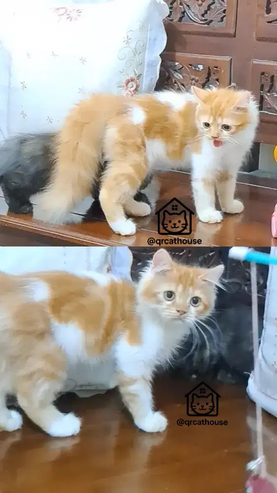 KUCING MUNCHKIN NS JANTAN 3 BULAN