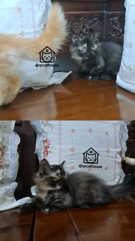 KUCING MUNCHKIN BETINA 3 BULAN