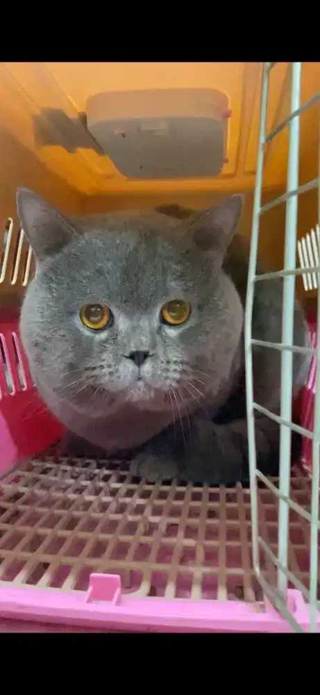 Kucing BSH blue jantan