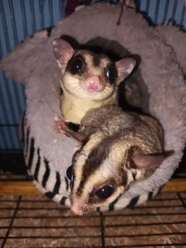 Sugar glider sepasang + anak 2ekor