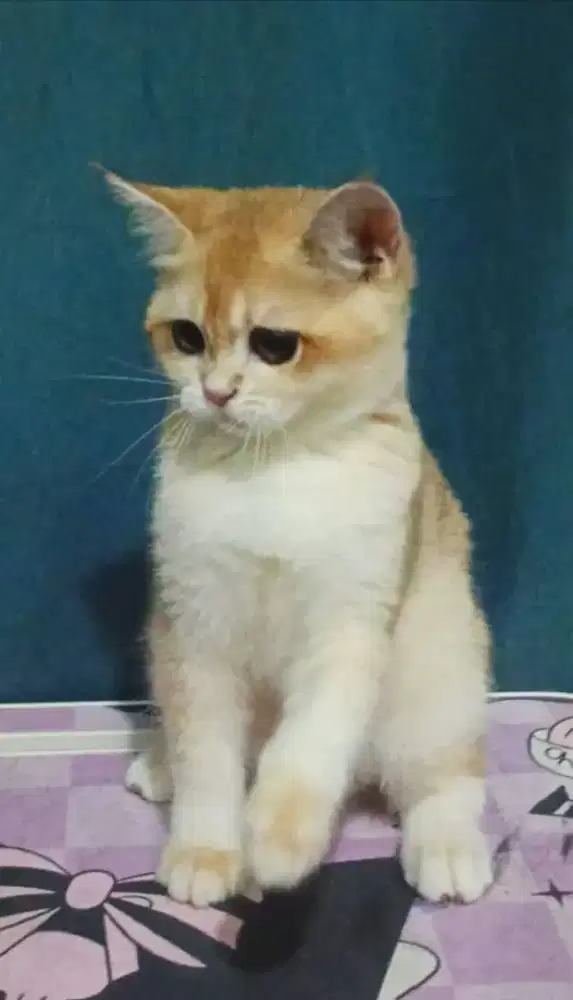 British shorthair golden ny12