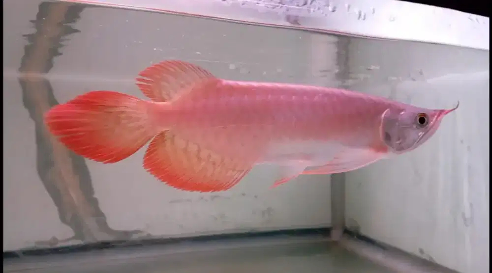 Arwana semi slayer 27cm