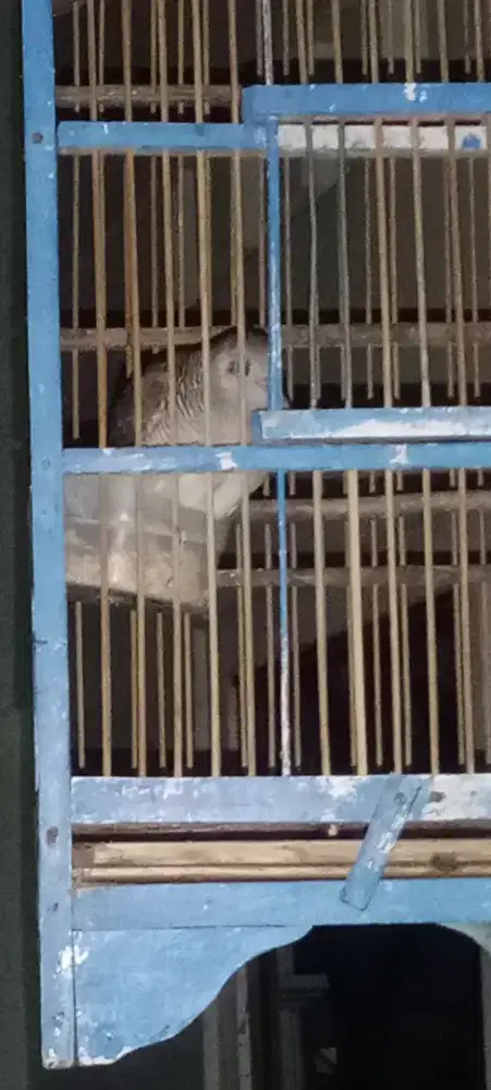 perkutut katuranggan sri lumbung