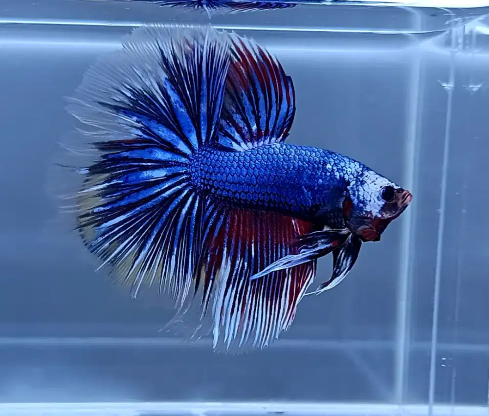 ikan cupang halfmoon