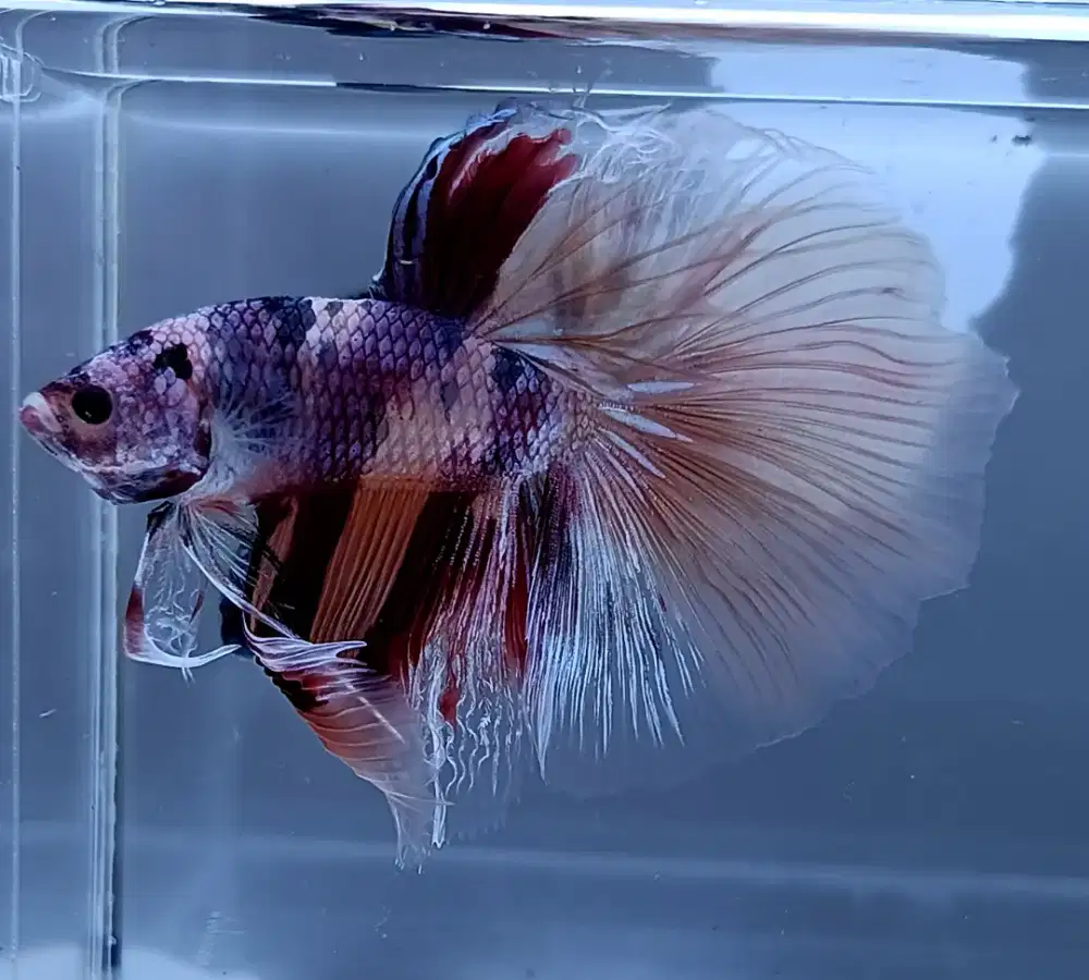 ikan cupang halfmoon nemo