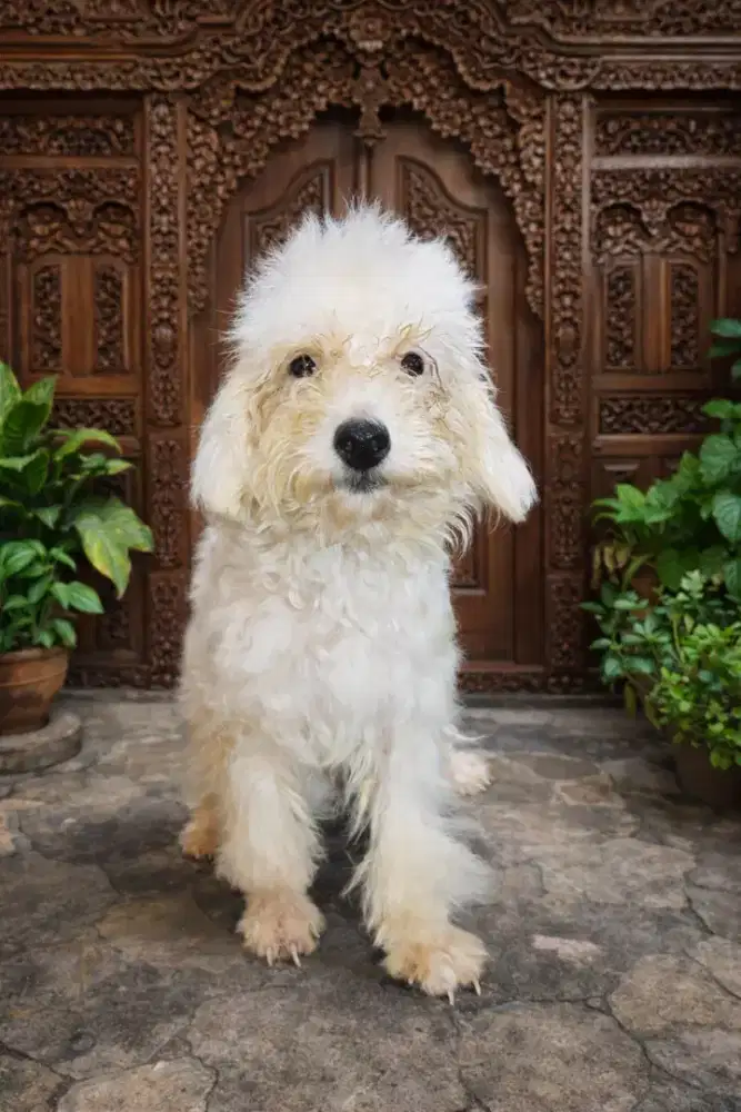 Poodle Putih Jantan ( Stambum Vaksin )