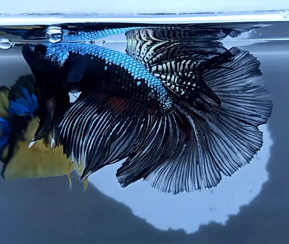 ikan cupang halfmoon coper