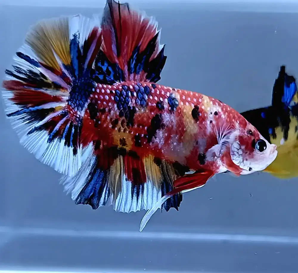 ikan cupang giant multicolor