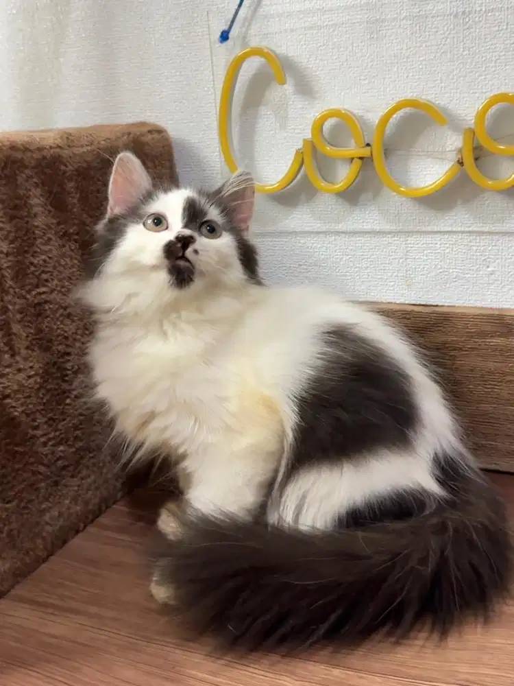 Kitten Kucing Persia