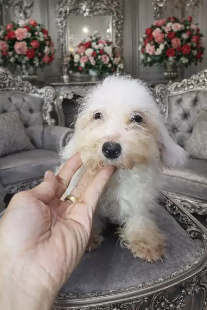 Poodle Warna Putih Jantan ( Stambum Vaksin)