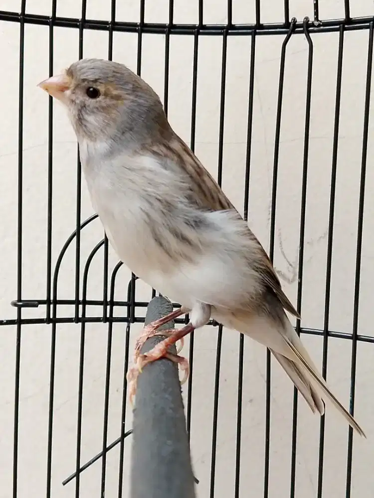 Burung kenari loper gacor warna starblue