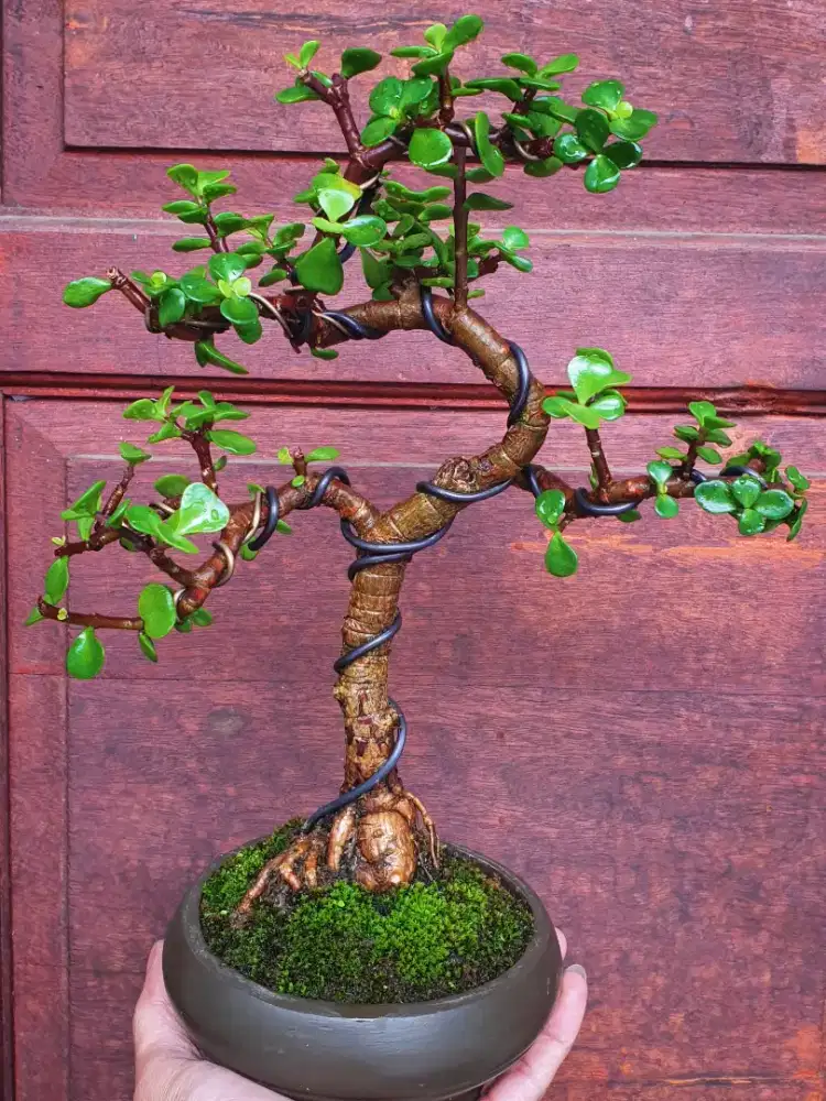 Bonsai Jade Plant (Crassula Ovata)