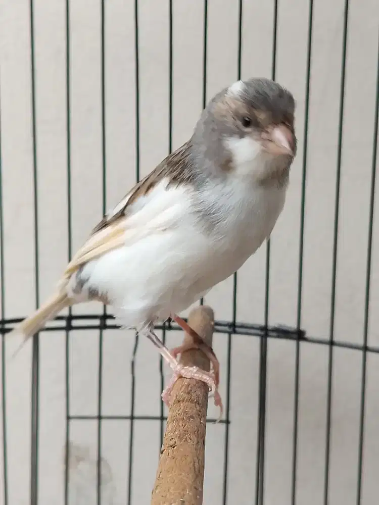 Burung kenari loper gacoran warna fanda