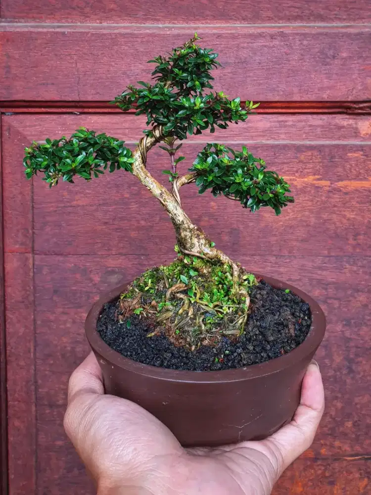Bonsai Serissa Micro