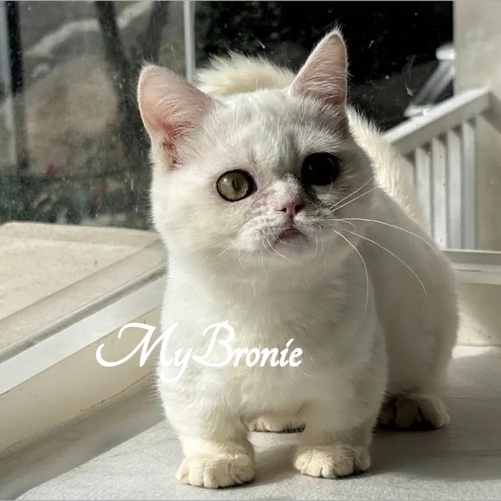 Kucing munchkin british betina 4 bulan