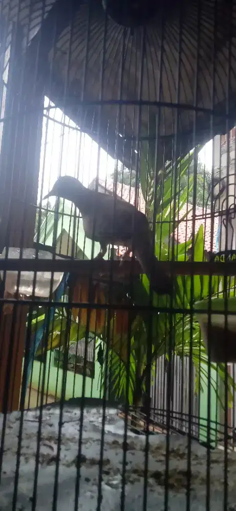 BURUNG PERKUTUT BANGKOK