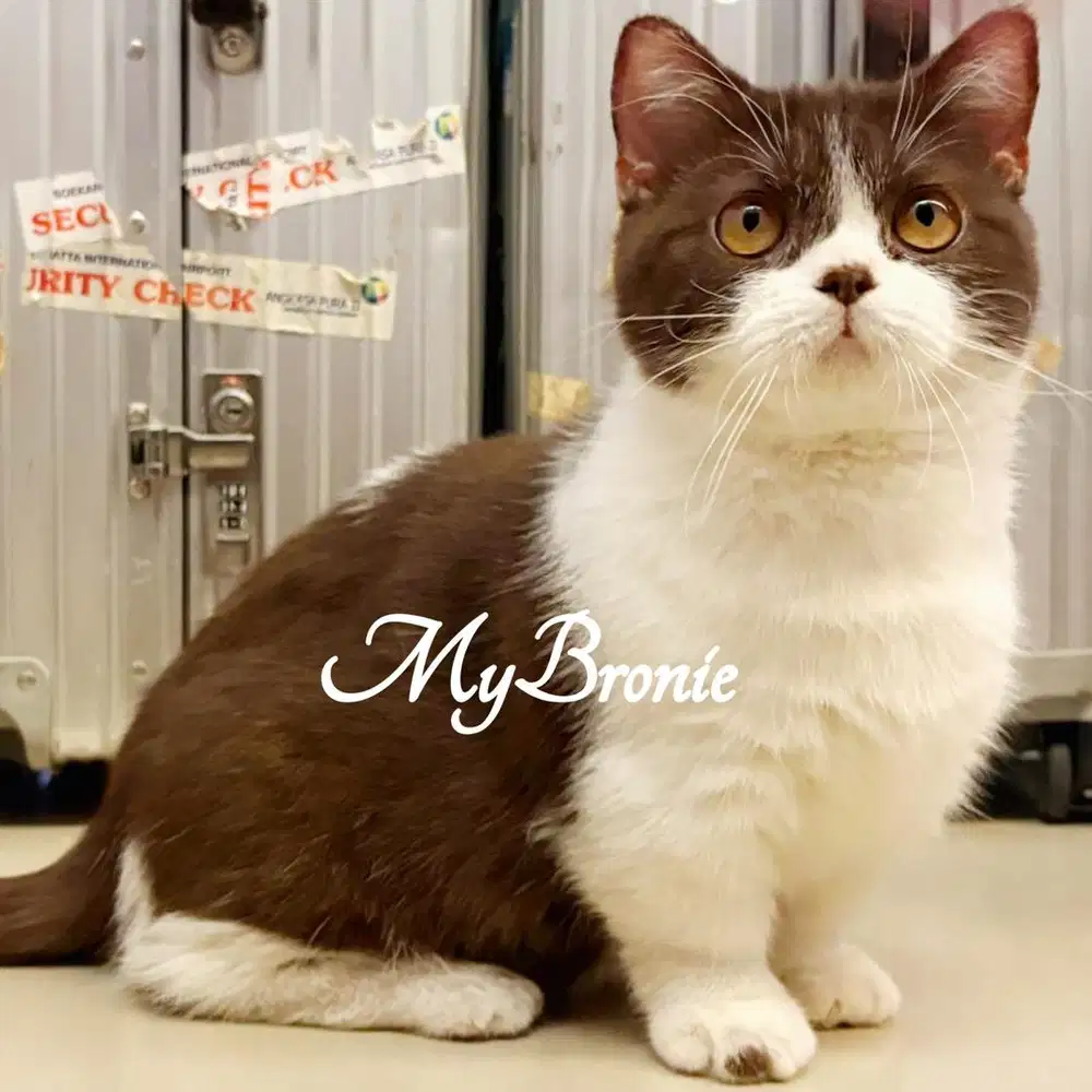 Kucing munchkin british chocolate bicolor betina