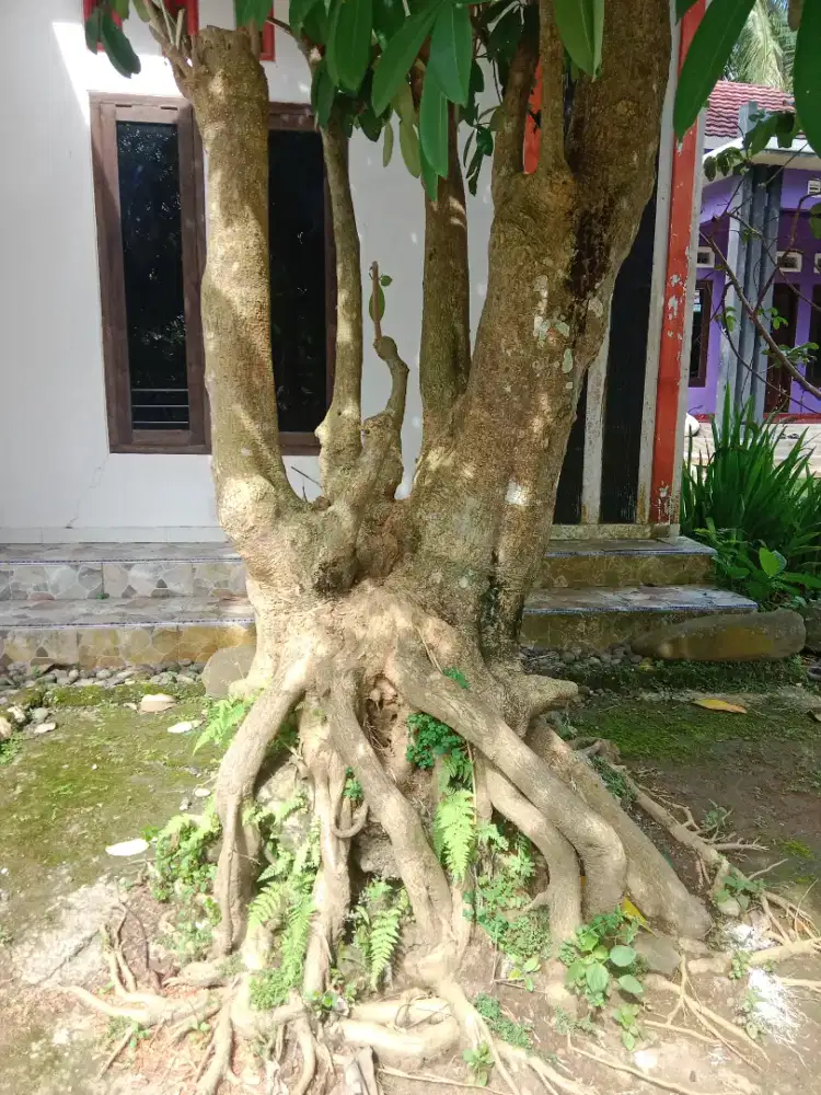 Pohon pule besar perindang halaman rumah