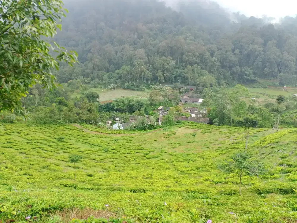 Cari impalan lebaran