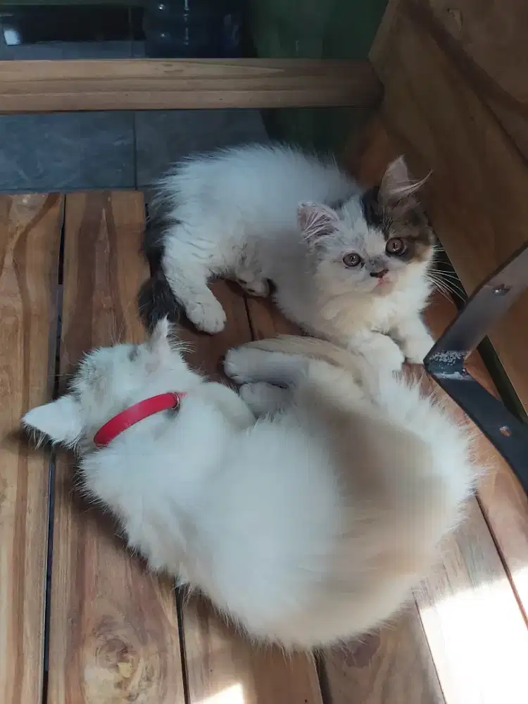 Kitten persia medium