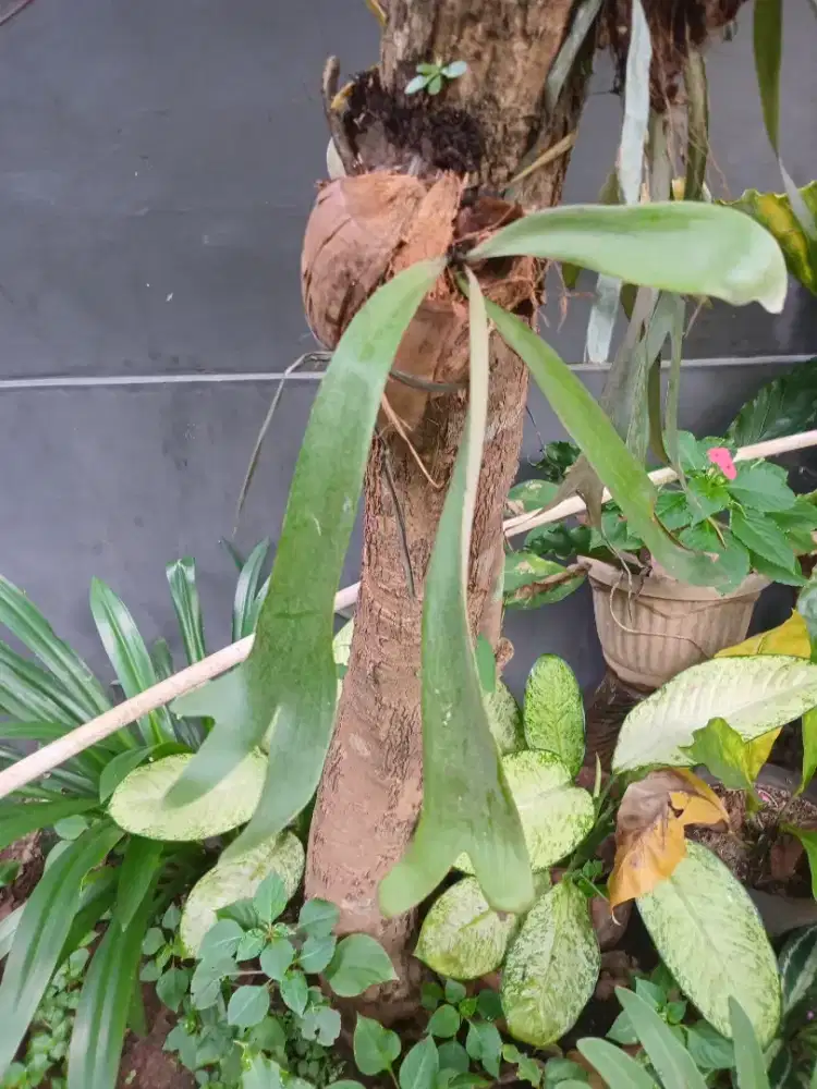 Tanaman hias tanduk rusa