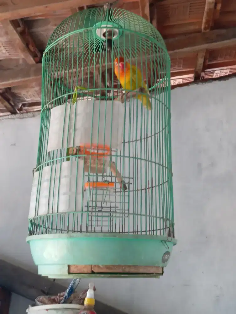 Burung lovebird si kuning kesayangan