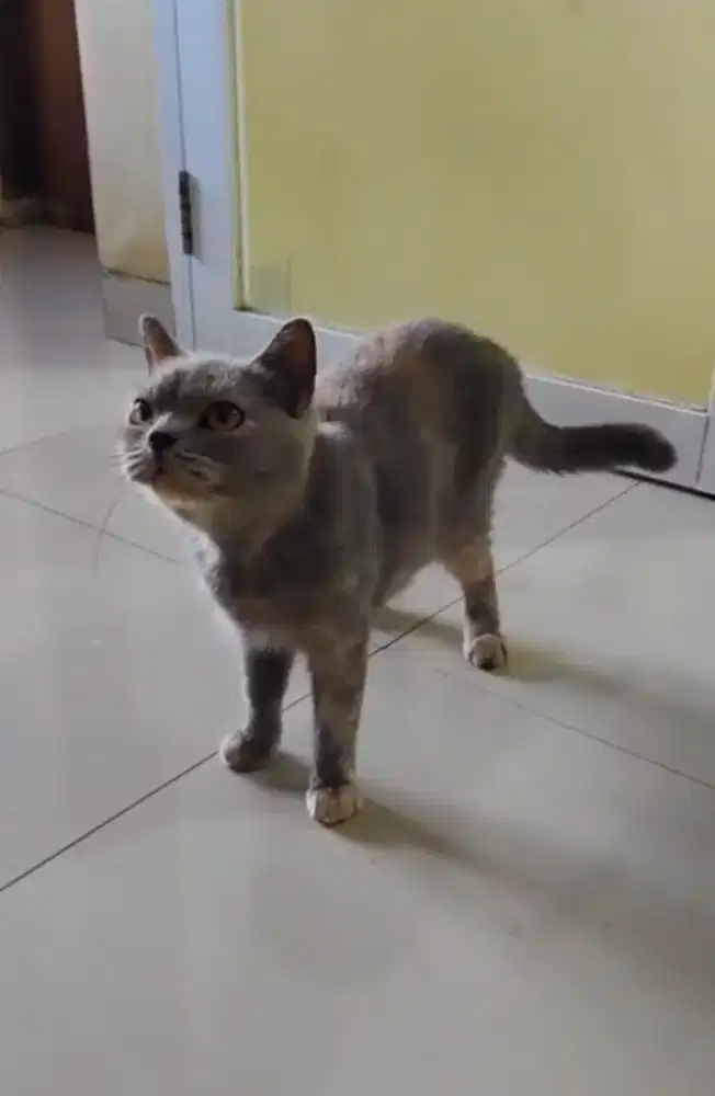 BSH BETINA 3 TAHUN INDUKAN PROVEN TORTIE LEPAS MURAH