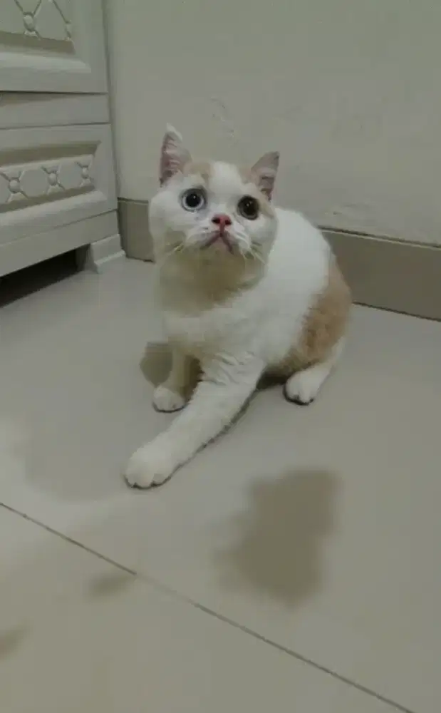 BSH ANAK KITTEN KUCING HARLEQUIN ODD EYES JANTAN