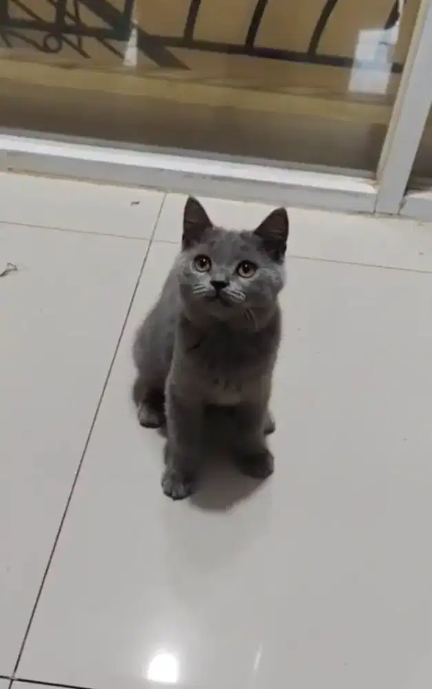 ANAK KUCING BSH KITTEN BETINA NONPED PARENTS PED