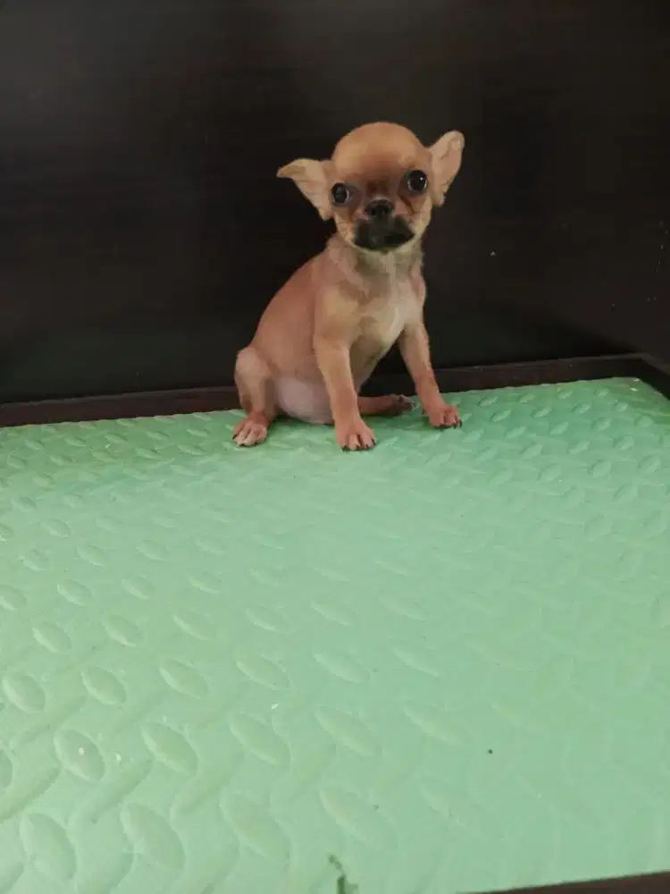 Anak anjing chihuahua jantan