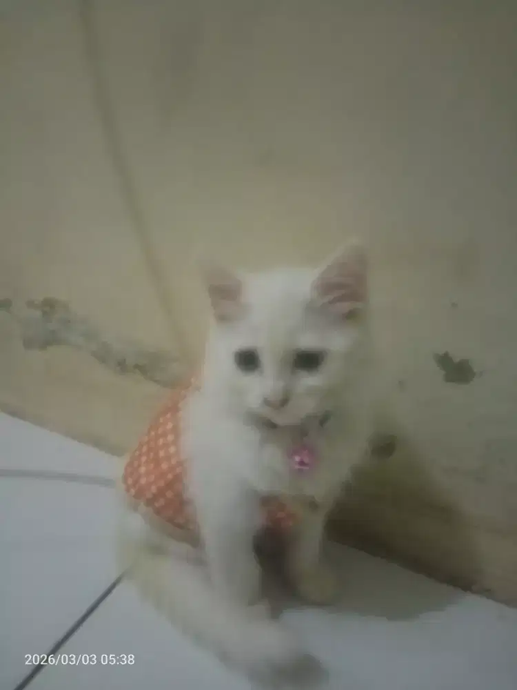 Kucing persia usia 3 bulaan