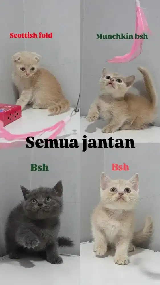 Munchkin bsh british shorthair scottish fold jantan