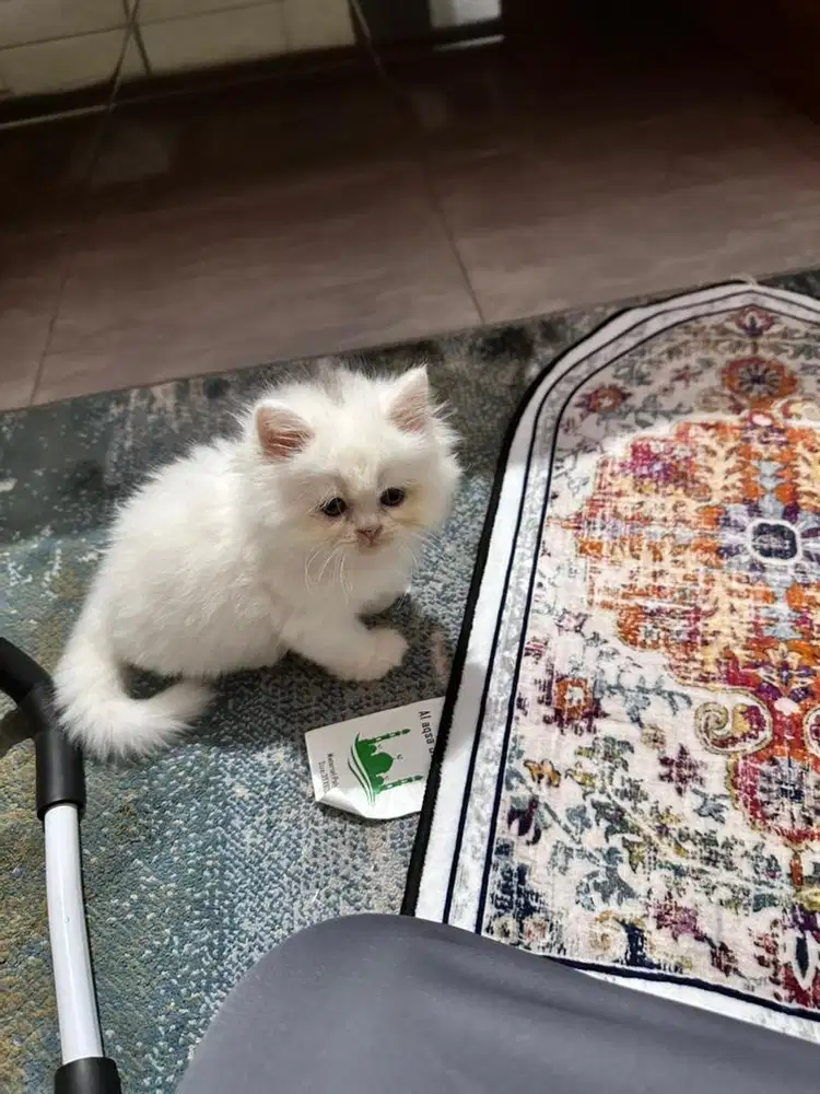 Kitten Persia putih