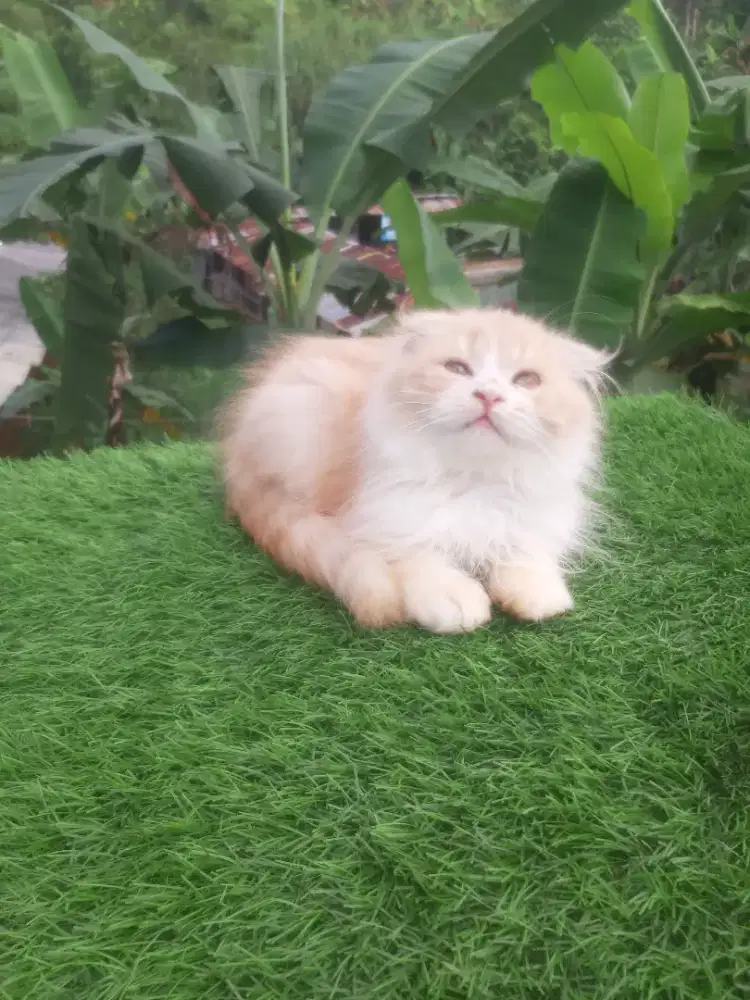Kucing scottish fold bsh munchkin ragdol mainecoon peaknose himalaya