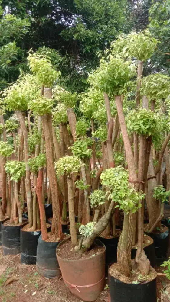 Bonsay anting putri dan tanaman hias