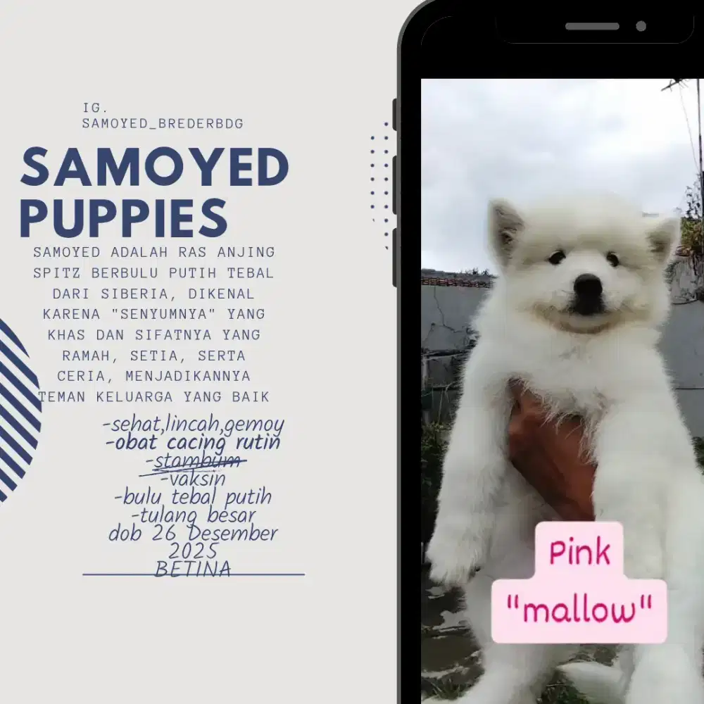 Di jual Anak anjing Samoyed lucu dan sehat