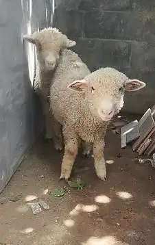 sepasang anakan bibit domba merino murmer 4 bln ekonomisan jamin puas