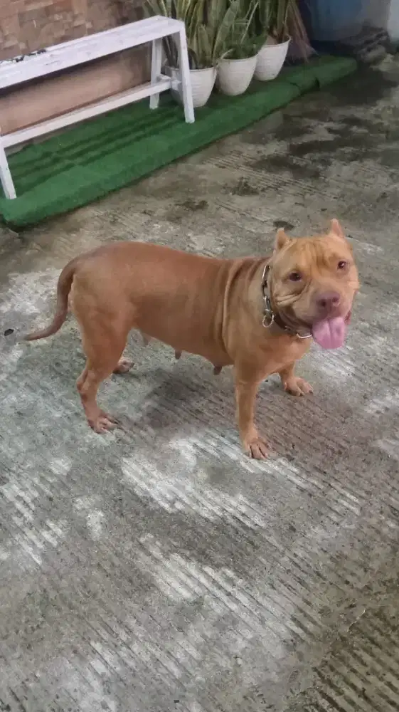 Anjing Pitbull Betina, Usia 2 Tahun, Friendly