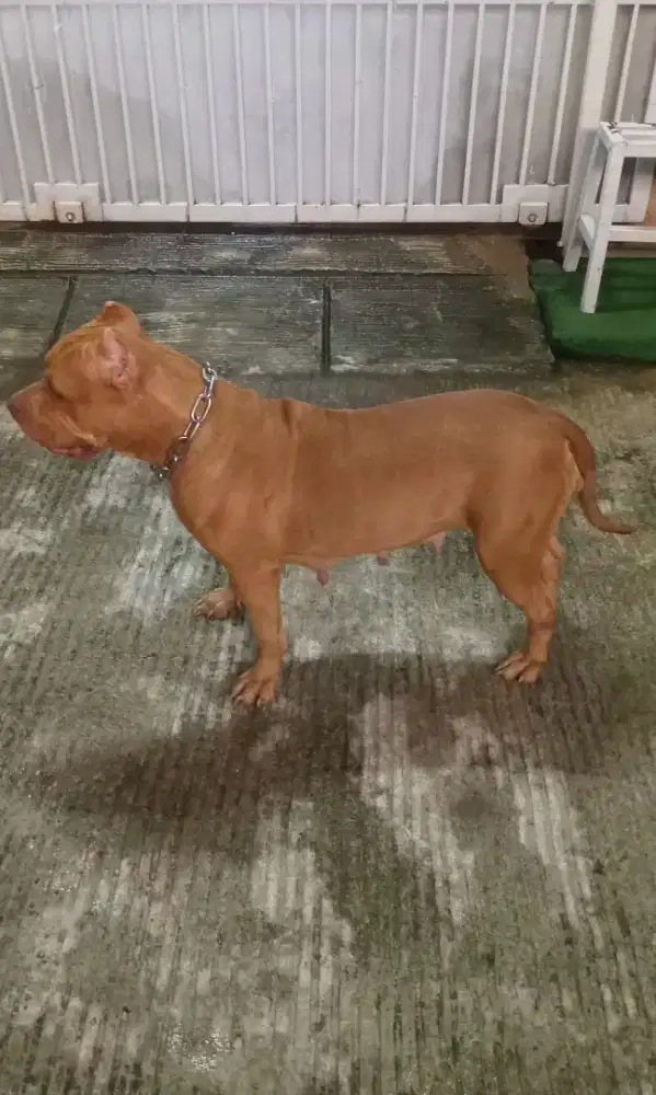 Anjing American Pitbull Terrier Betina, Red Nose