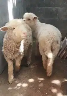 sepasang bibit cempe domba merino 4 bln ekonomisan murmer jinak exotik