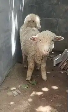 sepasang bibit cempe domba merino 4 bln ekonomisan murmer jinak exotik