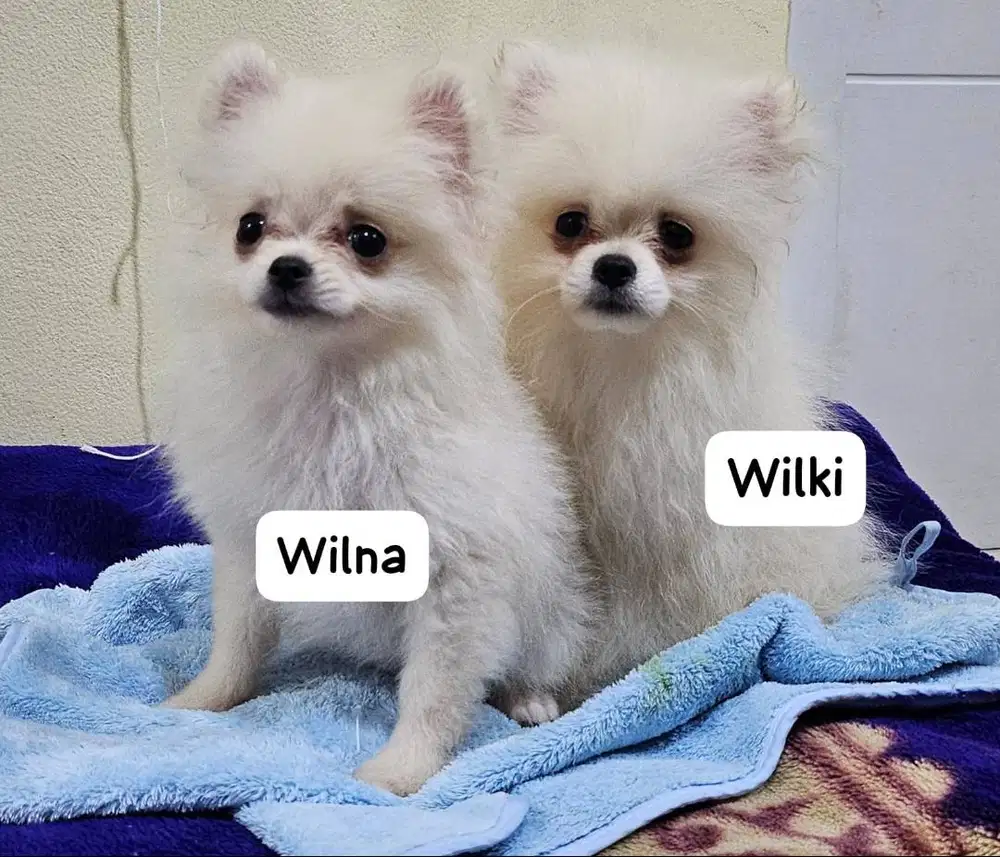 MINI POMERANIAN PUTIH ANAKAN